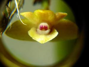 Dendrobium korthalsii