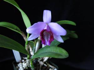 Cattleya bicalhoi