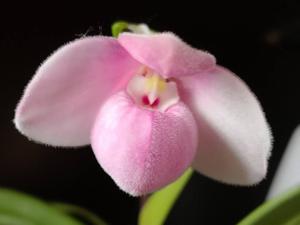 Phragmipedium fischeri