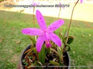 Cattleya caulescens