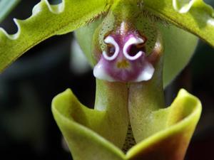 Paphiopedilum spicerianum