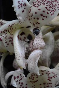 Stanhopea confusa