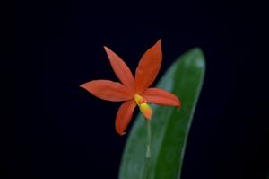 Prosthechea vitellina