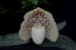 Paphiopedilum leucochilum