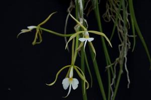 Epidendrum parkinsonianum