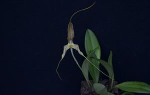 Masdevallia wurdackii