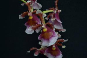 Oncidium fuscatum