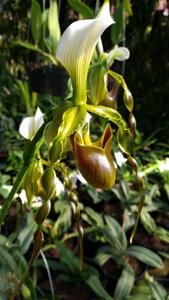 Paphiopedilum dianthum