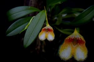 Masdevallia strobelii