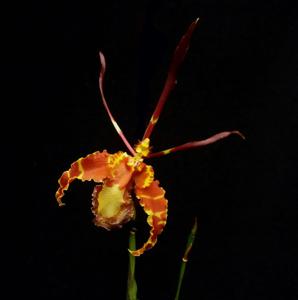 Psychopsis papilio