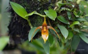 Bulbophyllum membranifolium subsp. inunctum