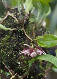 Bulbophyllum reticulatum