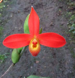 Phragmipedium dalessandroi