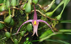 Bulbophyllum membranifolium subsp. inunctum