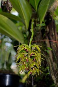 Bulbophyllum foetidum