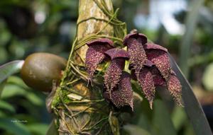 Bulbophyllum phalaenopsis