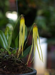 Bulbophyllum thiurum