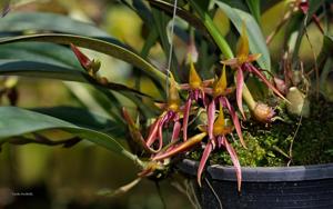 Bulbophyllum levanae