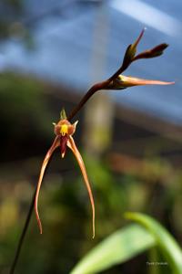 Bulbophyllum klabatense subsp. sulawesii