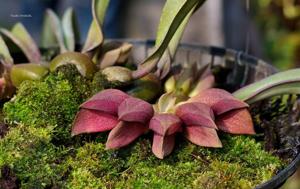 Bulbophyllum orthosepalum