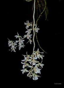 Dendrobium lituiflorum