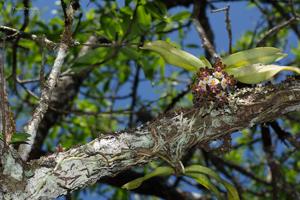 Gastrochilus bellinus