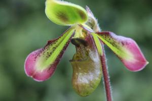 Paphiopedilum hookerae var. volonteanum