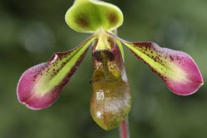 Paphiopedilum hookerae var. volonteanum