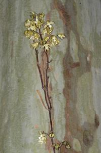 Erythrorchis cassythoides