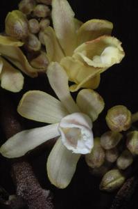 Erythrorchis cassythoides