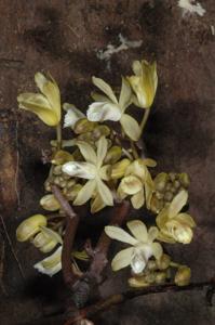 Erythrorchis cassythoides