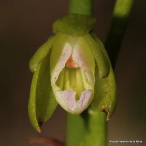 Basiphyllaea corallicola