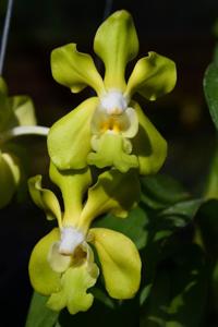 Vanda denisoniana