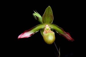 Phragmipedium sargentianum