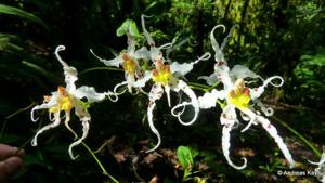 Oncidium cirrhosum