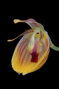 Restrepia nittiorhyncha