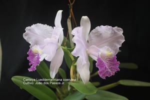 Cattleya lueddemanniana