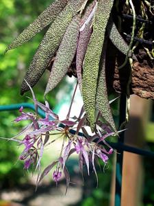 Macroclinium manabinum