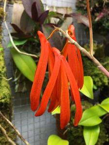 Dendrobium aurantiiflammeum
