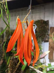 Dendrobium aurantiiflammeum