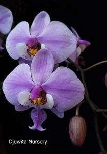 Phalaenopsis schilleriana