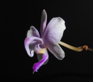 Phalaenopsis lowii