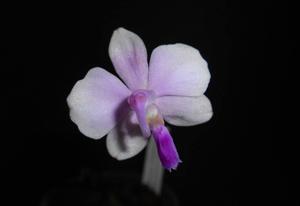 Phalaenopsis lowii