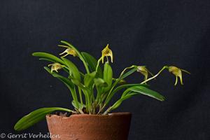 Masdevallia garciae