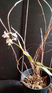 Dendrobium calcariferum