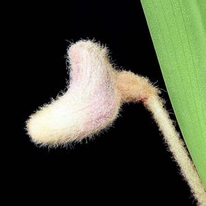 Campanulorchis globifera