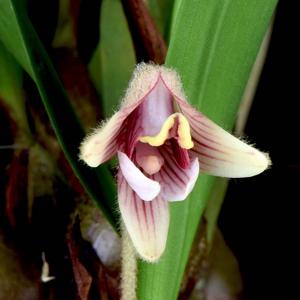 Campanulorchis globifera