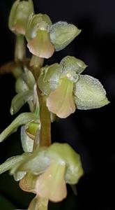 Coelogyne cobbiana