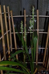 Spiranthes cernua