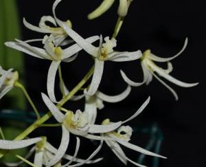 Dendrobium wassellii